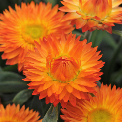 Bracteantha Mohave Orange