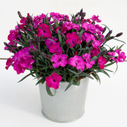 Dianthus Scully