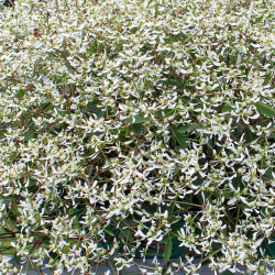 Euphorbia Loreen White