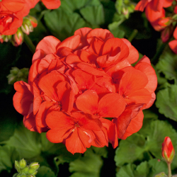 Pelargonium Zonale SunriseXL Mandarin