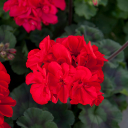 Pelargonium Zonale Tumbao