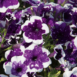 Petunia GlacierSky