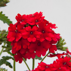 Verbena Lascar DarkRed