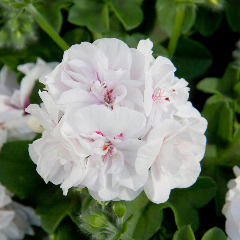 Pelargonium Peltatum Royal WhiteWings