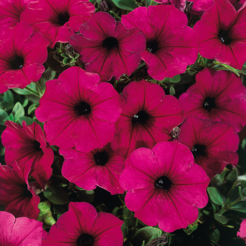 Petunia Famous ElectricPurple