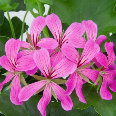 Pelargonium Peltatum Balcon Lilac