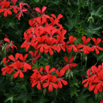 Pelargonium Peltatum Balcon Red