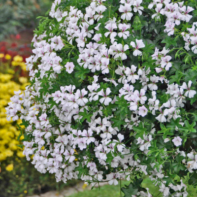 Pelargonium Peltatum Glacier White