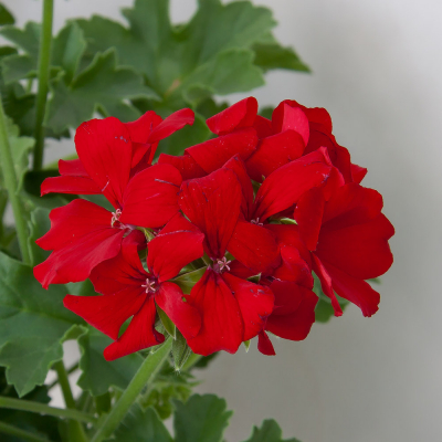 Pelargonium Peltatum Marcada DarkRed