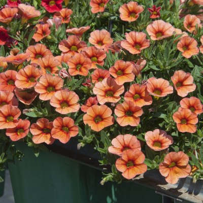 Calibrachoa Uno Orange