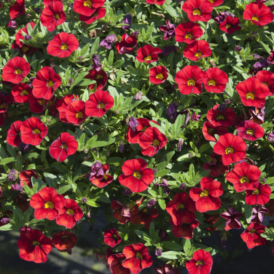 Calibrachoa Uno Red