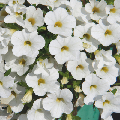 Calibrachoa Uno White