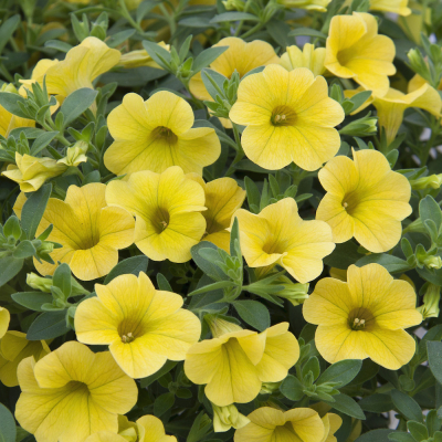 Calibrachoa Uno Yellow