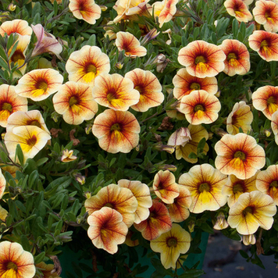 Calibrachoa Uno YellowRedVeins