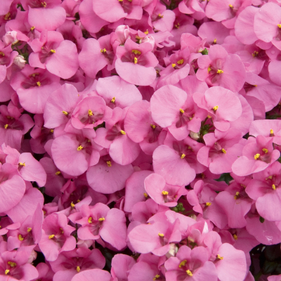 Diascia Piccadilly HotPink