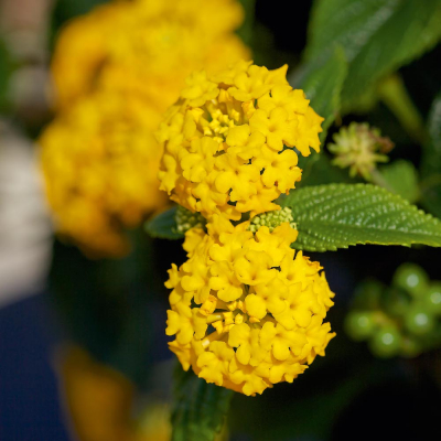 Lantana NewGold