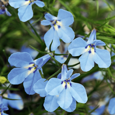 Lobelia Cuacao LightBlue