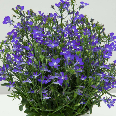 Lobelia Curacao CompactDarkBlue