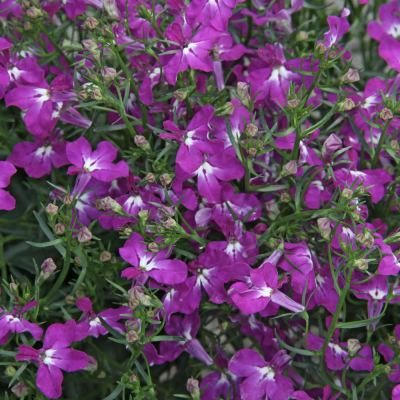 Lobelia Curacao ElectricPurple