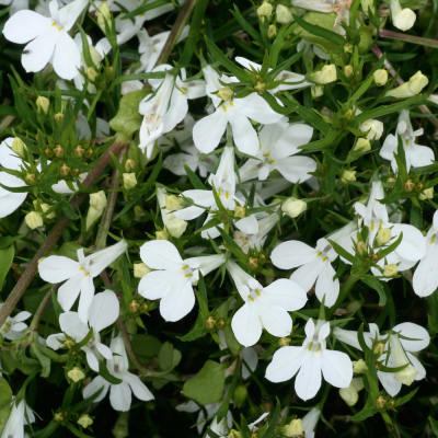 Lobelia Curacao MinibasketWhite