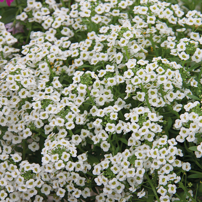 Lobularia ElfieWhite