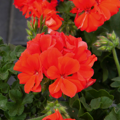 Pelargonium Peltatum Marcada Orange