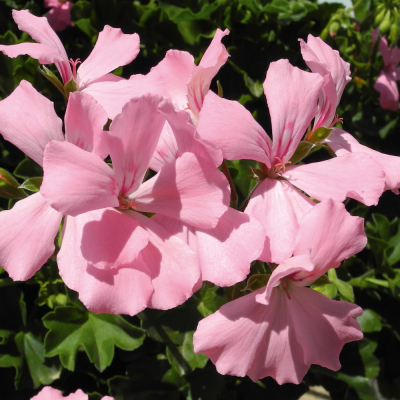 Pelargonium Peltatum Marcada Pink