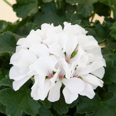 Pelargonium Peltatum Marcada White