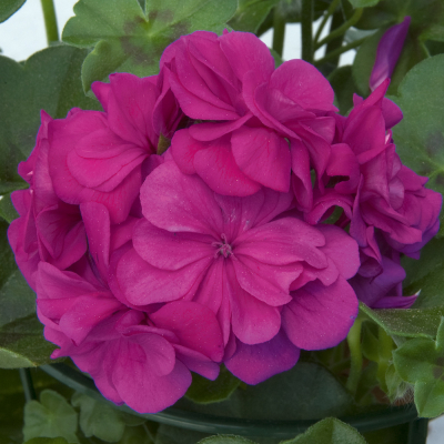 Pelargonium Peltatum Royal Blue