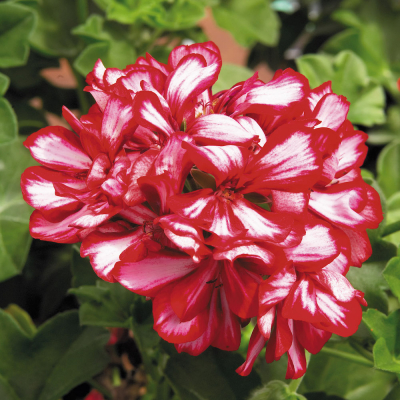 Pelargonium Peltatum Royal CandyCane