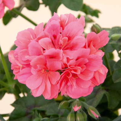 Pelargonium Peltatum Royal Cora