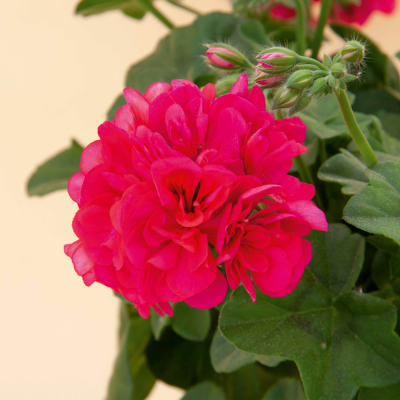 Pelargonium Peltatum Royal HotPink