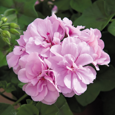 Pelargonium Peltatum Royal Lavender