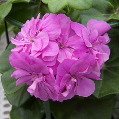 Pelargonium Peltatum Royal Lilac Blue