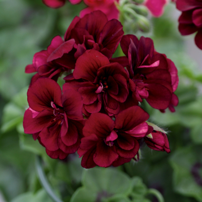 Pelargonium Peltatum Royal Night12