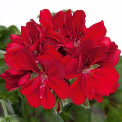 Pelargonium Peltatum Royal PurpleRed