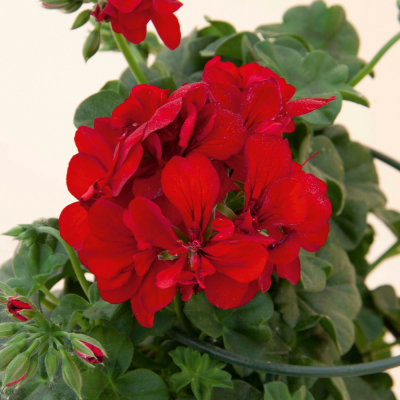 Pelargonium Peltatum Royal Red