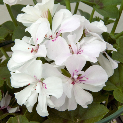 Pelargonium Peltatum Royal White