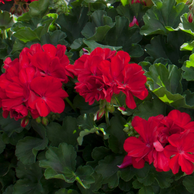 Pelargonium Zonale Benita