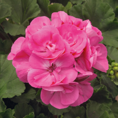 Pelargonium Zonale Moonlight Amelia