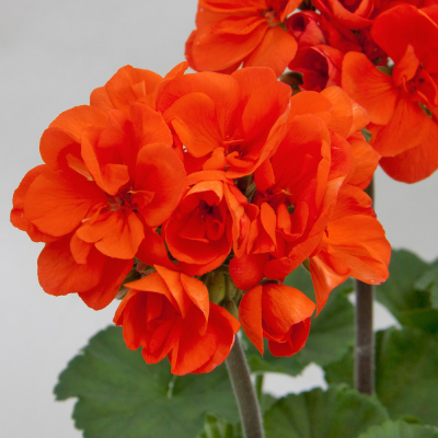 Pelargonium Zonale Moonlight Guido15