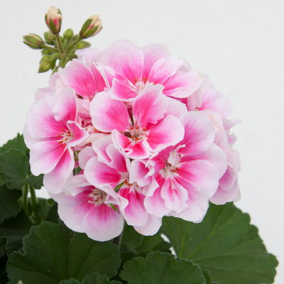 Pelargonium Zonale Moonlight Katy13