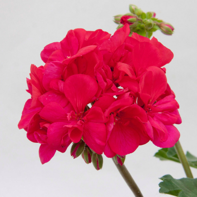 Pelargonium Zonale Moonlight Lucky