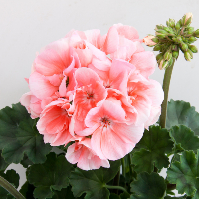 Pelargonium Zonale Moonlight Michelle