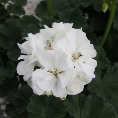 Pelargonium Zonale Moonlight Sailing