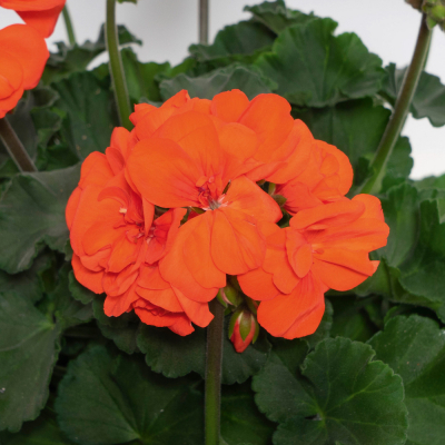 Pelargonium Zonale Moonlight Vanessa