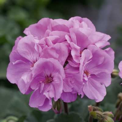 Pelargonium Zonale Moonlight Violino