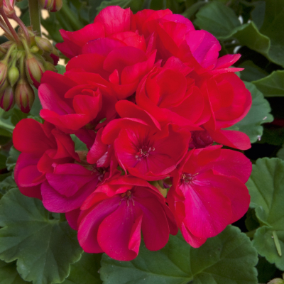 Pelargonium Zonale Sunrise Arcona2000