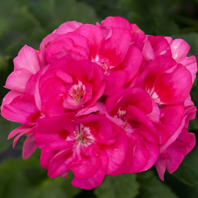 Pelargonium Zonale Sunrise Ella