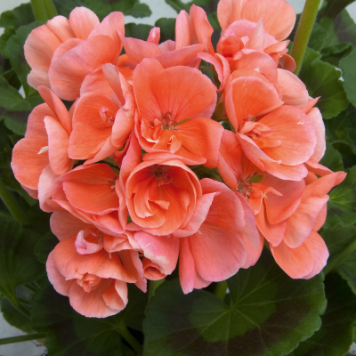 Pelargonium Zonale Sunrise Eroica2000